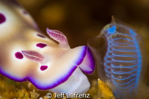 Nudibranch and tunicate! by Jeff Lafrenz 